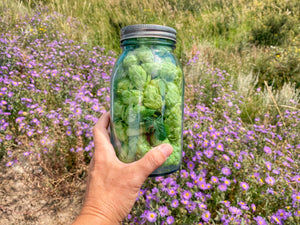 Hops In A Ball Jar With Asters