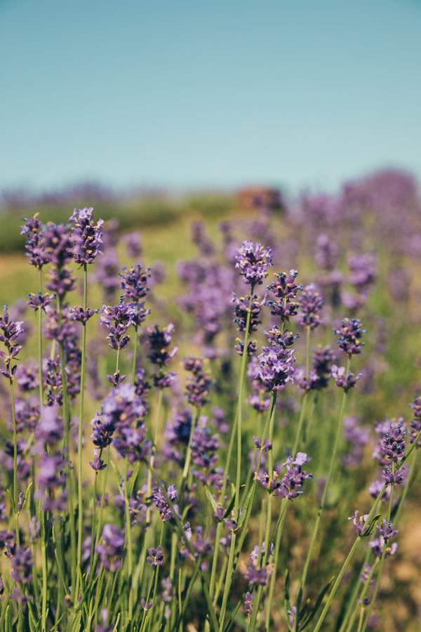 Lavender field