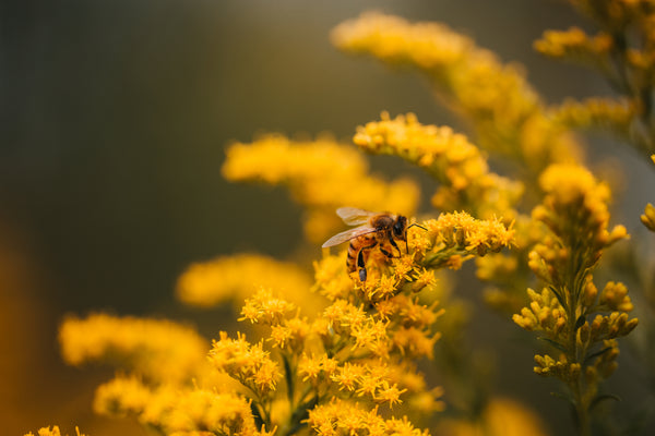 Honey bee golden rod